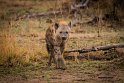 126 Zambia, South Luangwa NP, gevlekte hyena